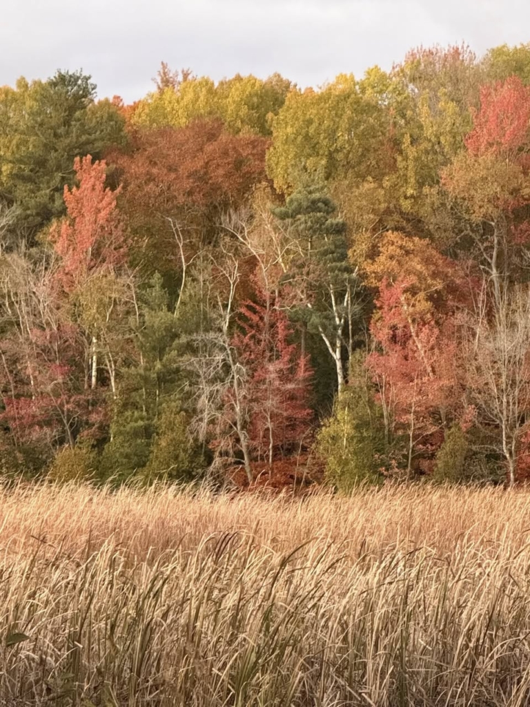 Photo of a field of trees changing color in the fall season.