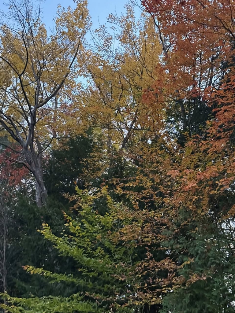 Photo of a group of trees changing color in the fall season in Ludington, MI.