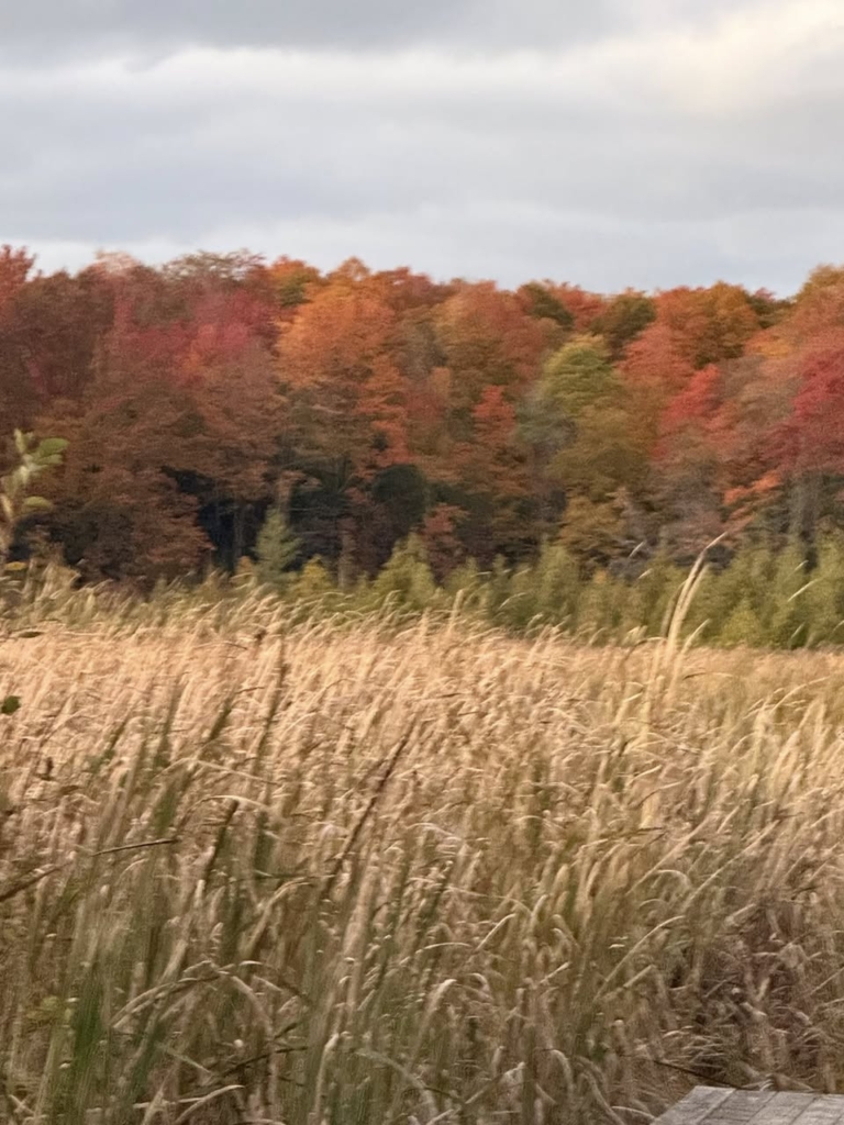 A photo of a group of trees behind a large area of tall wild grass changing color in the fall season in Ludington, MI.