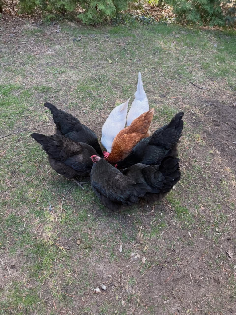 A flock of chickens
